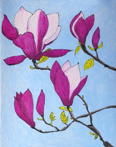 Purple Magnolia Blossoms