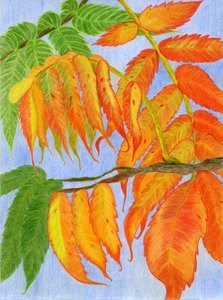 Vibrant Autumn Leaves by Viktoriia Saunina