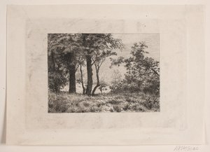 Oak Trees at the Edge of a Forest