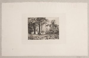 Oak Trees at the Edge of a Forest