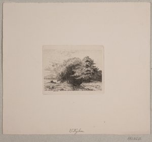 Edge of a Forest