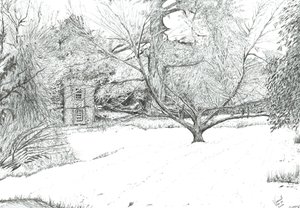 The Handkerchief Tree at Monk Coniston Gardens, 2024 by Vincent Alexander Booth