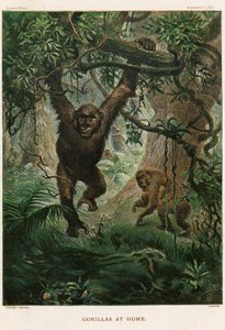 Gorillas at Home