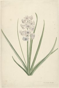White-Light Blue Hyacinth by Vincent Jansz. van der Vinne