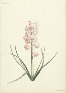 Hyacinth Coral by Vincent Laurensz. van der Vinne (II)