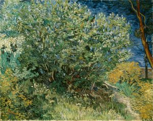 Lilac Bush
