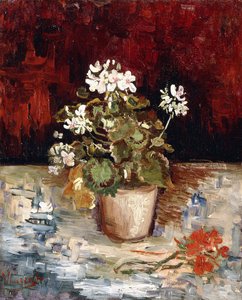 Still Life Pot of Geraniums