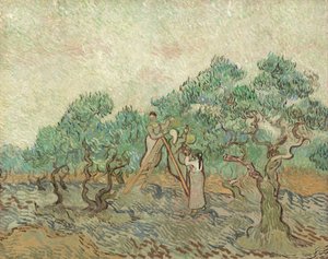 The Olive Orchard
