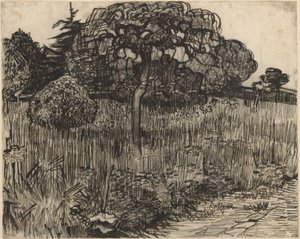 Weeping Tree