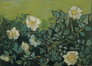 Wild Roses