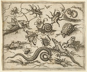 Group of insects and reptiles on plain ground with rocks, including an iguana, a lizard, 1557 by Virgil Solis