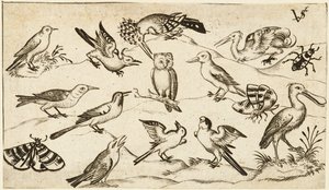 Twelve Types of Birds, Including an Owl and Pelican, Individually Labelled and Positioned by Virgil Solis