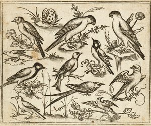 Eleven Birds Sitting on Patches of Flowering Foliage and Small Branches on a Minimal Ground with a Butterfly, from Douce Ornament Prints Album I by Virgilius the elder (after) Solis