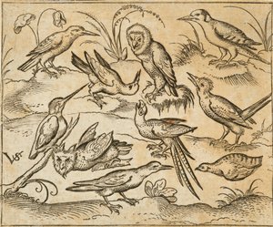 Ten birds sitting on branches and patches of grass, including two owls and a bird with long tail feathers chirping with head back in centre, from Douce Ornament Prints Album I by Virgilius the elder (after) Solis