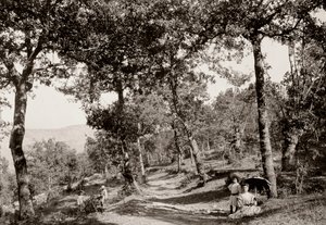 Walk through the forest by Vittorio Alinari