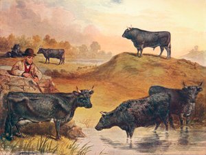 Kerry cattle, c1903 c1910