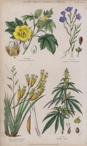 Cotton; Flax; New Zealand Flax; Hemp by W. Fitch