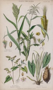 Millet; Maize; Buckwheat; Taro by W. Fitch