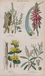 Rhubarb; Aloe; Gentian; Cajeput by W. Fitch
