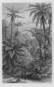 Tree Ferns