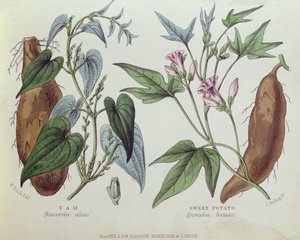 Yam and Sweet Potato by W. Fitch