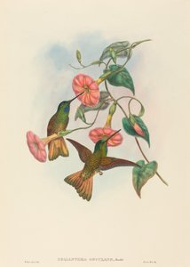 Buff-tailed Star-Frontlet