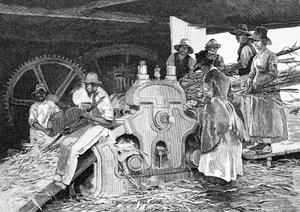 Crushing the Cane by W. Mollier