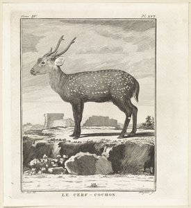 Deer by W. Tringham