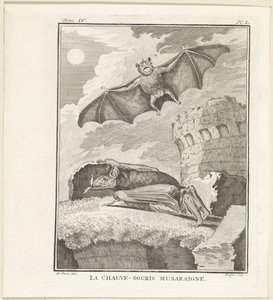 Bats by W. Tringham
