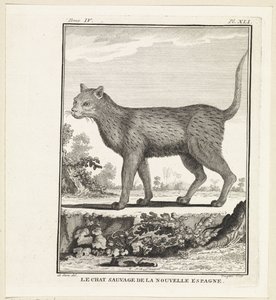 Wild Cat