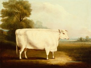 A Short Horn Steer in a Field by W Willoughby