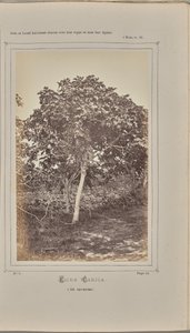 Ficus carica, in Nice (Alpes-Maritimes)