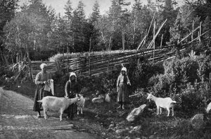 Goat Farming in Dalarna, Sweden by Wald Zachrisson