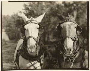 Two Mules, Hale County, Alabama