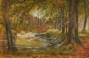 A Forest Glade