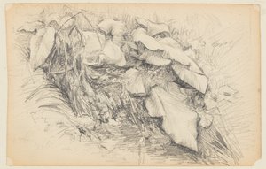 Study of Grass and Plants