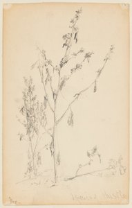 Study of Thistles by Walter Clark