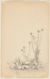 Study of Wild Plants