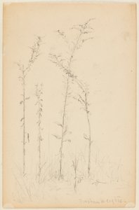 Study of Wild Plants, Fordham Heights by Walter Clark