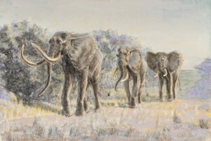 African elephants by Walter D.M. Bell