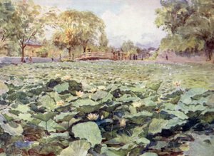 White Lotus, the Castle Moat, Kofu by Walter Frederick Roofe Tyndale