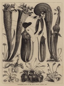 Carnivorous Plants in the Royal Botanic Gardens, Kew by Walter Granville Smith