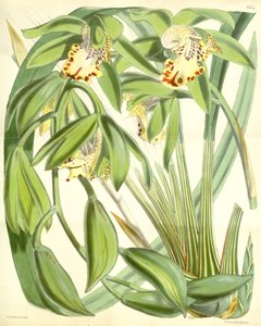 Cymbidium Hookerianum by Walter Hood Fitch