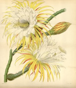 Selenicereus Macdonaldiae
