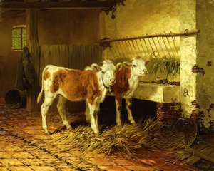 Two Calves in a Barn