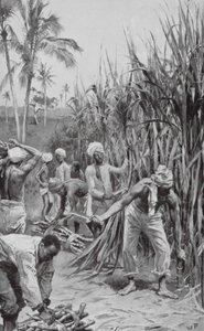 Trinidad Coolies at Work in a Cane-Field