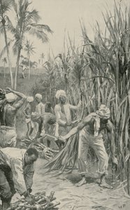 Trinidad Coolies at Work in a Cane-Field