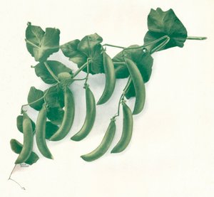 Green Peas, c1908