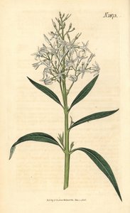 Blue Amsonia - Amsonia tabernaemontana var. salicifolia (Willow-leaved amsonia, Amsonia salicifolia). Handcoloured botanical engraving from John Sims