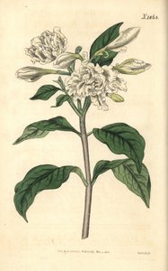 Crown of Nero - Pinwheel Flower, Tabernaemontana divaricata (Broad-leaved rosebay, Nerium coronarium). Handcoloured botanical engraving from John Sims